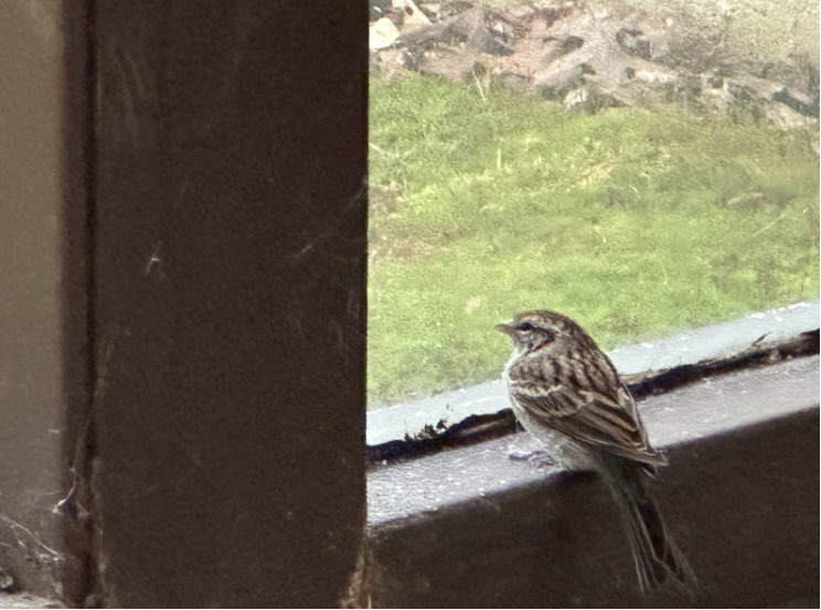 The loose bird sitting on the window ledge in the BHS lobby on Tuesday, October 1st.